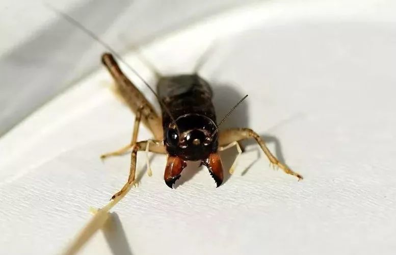 蟋蟀鉴赏:将军独腿_腾讯新闻