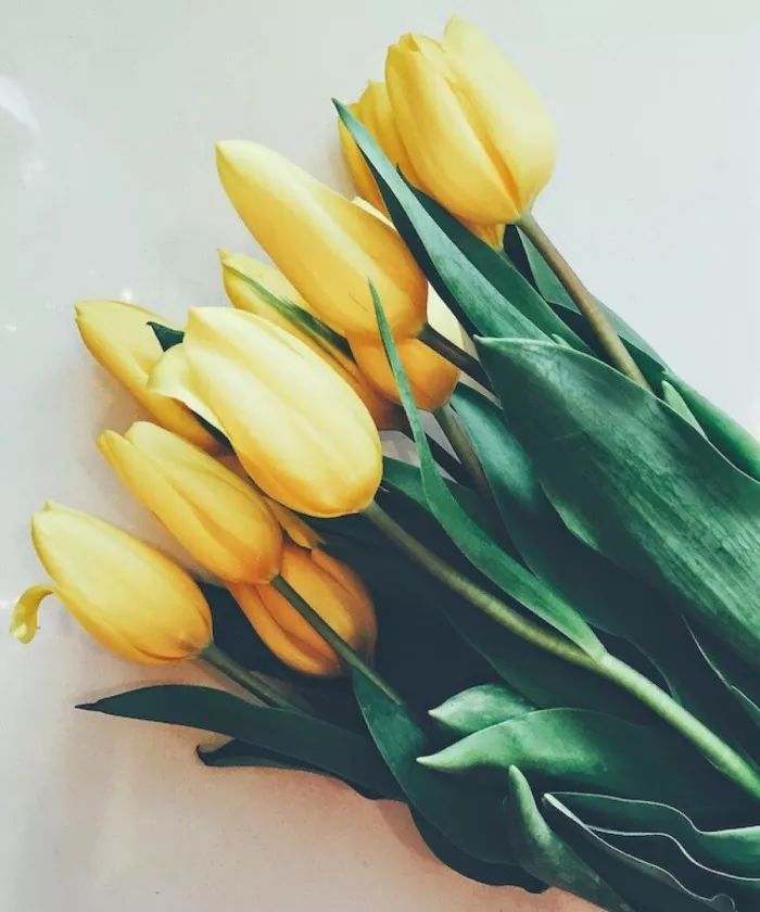 花香与桂花香味类似被誉为「飘香沙漠的桂花」银柳先花后叶,几乎无