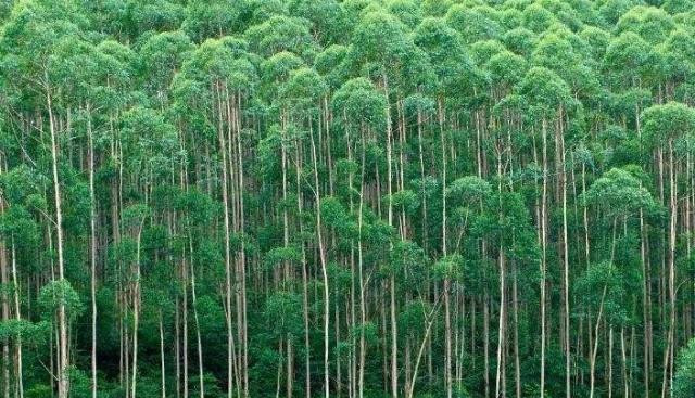 全球最高的树:一年长60米,最高超过50层楼,但中国禁止种植此树