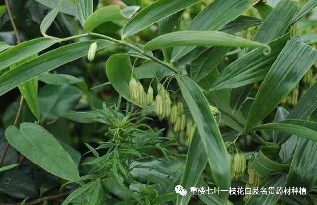 2019年种植什么药材最赚钱,2019年种什么药材