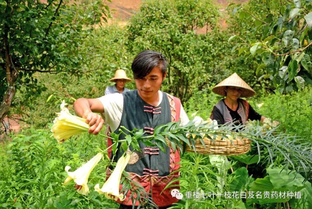 2019年种植什么药材最赚钱,2019年种什么药材