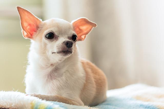 吉娃娃常见的5种遗传病 狗主要注意 眼突的吉娃娃易患角膜炎 吉娃娃 犬种 角膜炎 遗传病 牙周病