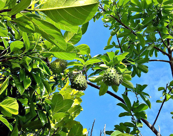 红毛榴莲,它的叶子拿来泡水喝,有抗癌防癌的作