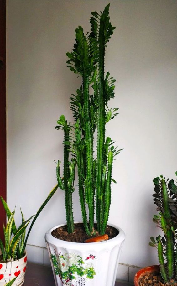 龙骨气势足,茎干挺拔向上,像直立的龙脊骨,充满力量.