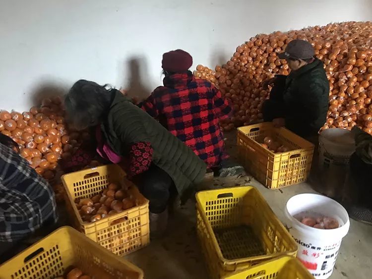 椪柑大面积滞销 湖南贫困县果农守着堆积成山