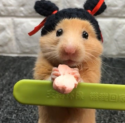 小仓鼠吃饼干,一举一动好可爱,看一眼就被萌化了