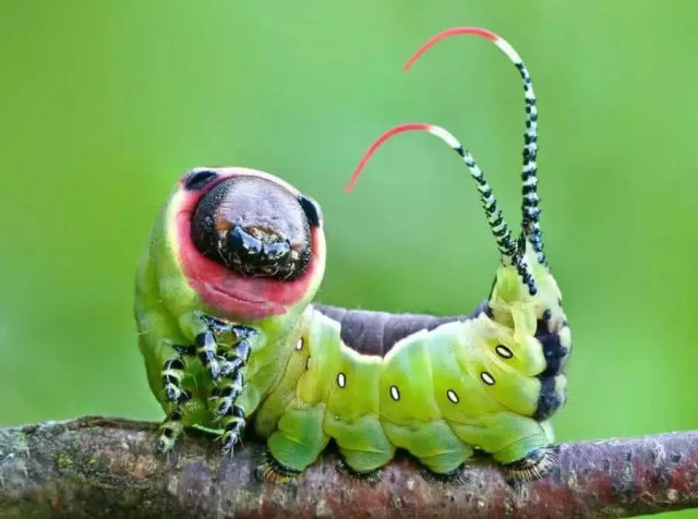 "细思极恐"的冷知识:土豆削皮会哭,毛毛虫毒液可以治病