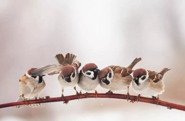 腾讯内容开放平台