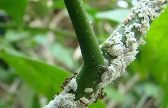 果树蚧壳虫繁殖快 危害大 这样防治 快速绝杀 蚧壳虫 果树 介壳虫 若虫 枝条 害虫