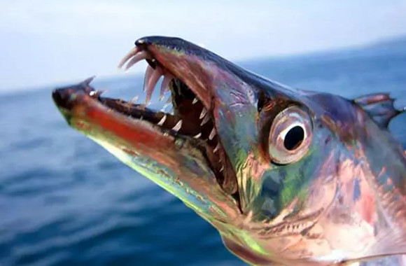 物种日历:99%的人都不曾目睹,带鱼在水下玉立的身姿