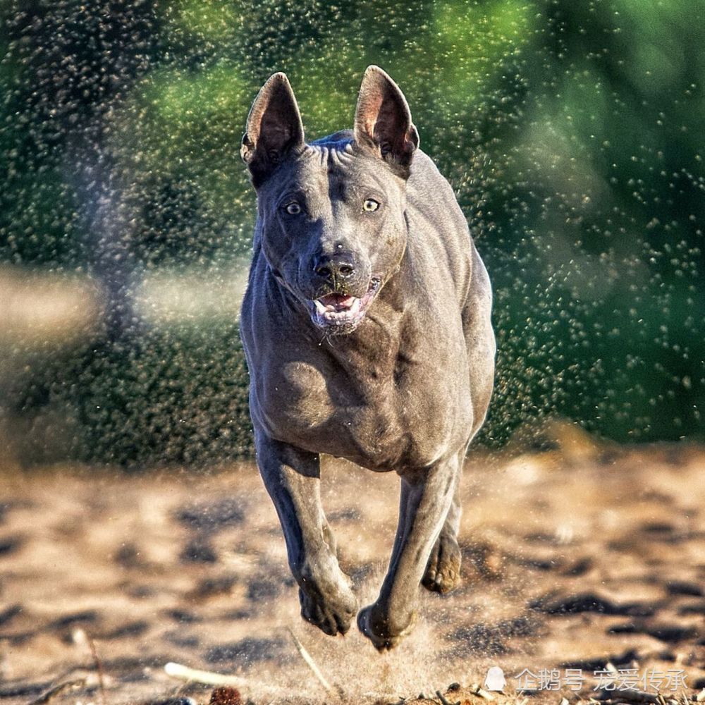 混迹在猛犬身边的军师 来自东南亚的土佐犬 人称东南亚刀疤犬