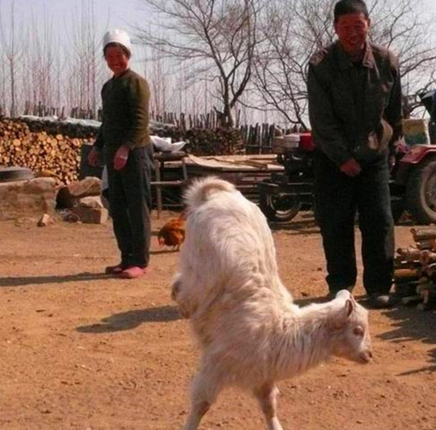 邻居家的小羊会"直立行走",吸引大家来观看,一瞧真相心疼不已