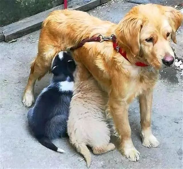 哈士奇溜到金毛处蹭奶喝,还理直气壮看着铲屎