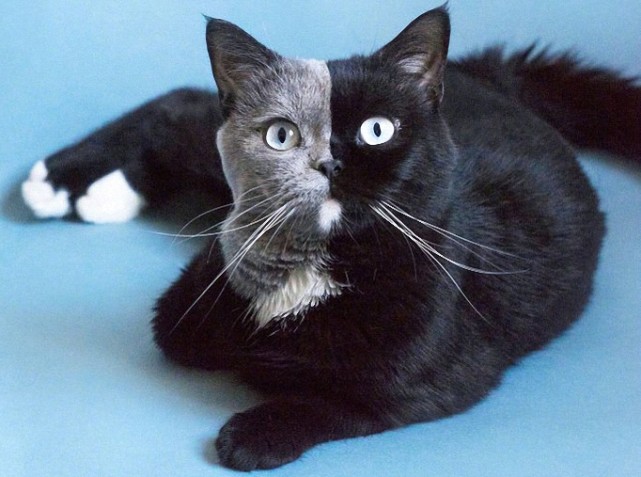 还真的有一面黑一面白的猫咪 像极了 火影忍者 里面的 绝 火影忍者 猫咪 黑白