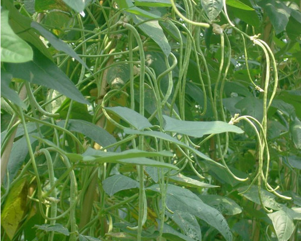 农村种豆角有诀窍,跟着老农学,藤上豆角一茬接一茬"摘不完"