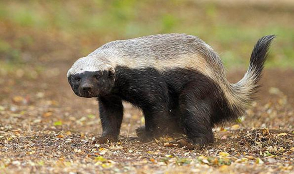 世界上最有勇氣的動物,平頭哥挑釁草原之王,慘被虐殺