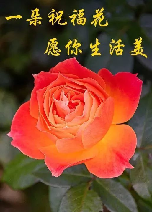 早晨鮮花動態漂亮問候圖片最美早安問候語