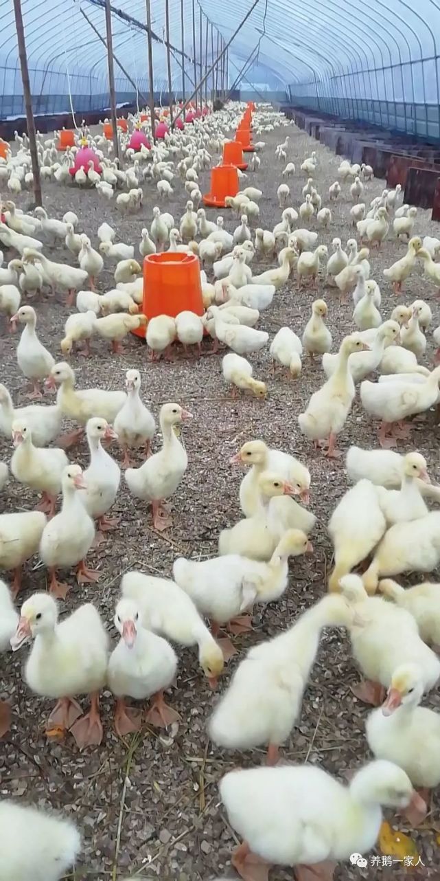 今日帮忙养鹅没销路养殖户犯