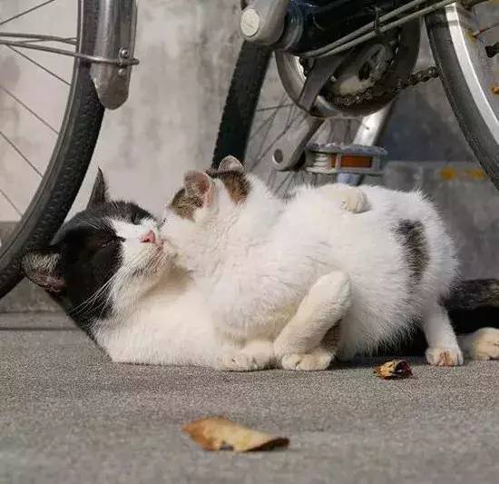 两只猫咪当街秀恩爱,一只狸花猫路过:麻烦让一让,我来吃狗粮了