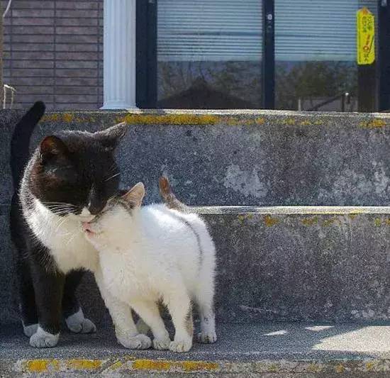 两只猫咪当街秀恩爱,一只狸花猫路过:麻烦让一让,我来吃狗粮了