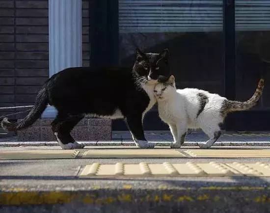 两只猫咪当街秀恩爱,一只狸花猫路过:麻烦让一让,我来吃狗粮了