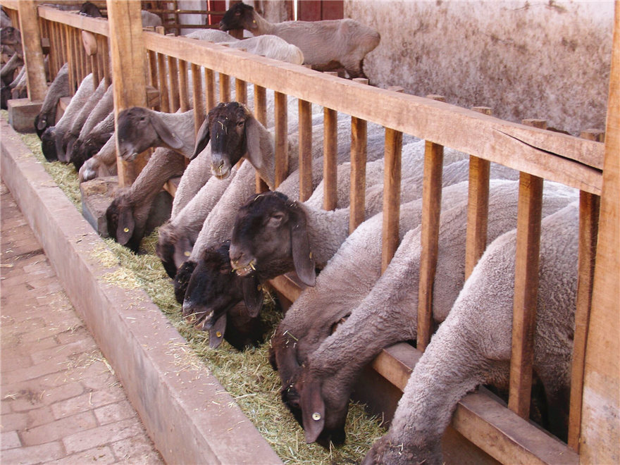 新疆刀郎羊"富豪新宠"