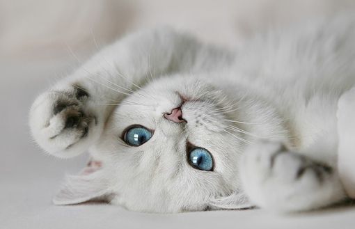 猫咪为什么会踩奶?只因为思念母亲吗?