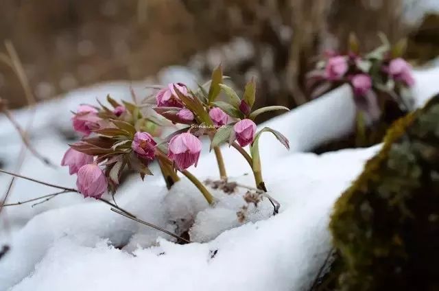 这9种花能在冰天雪地开花 超级耐寒 非常惊艳 腾讯新闻