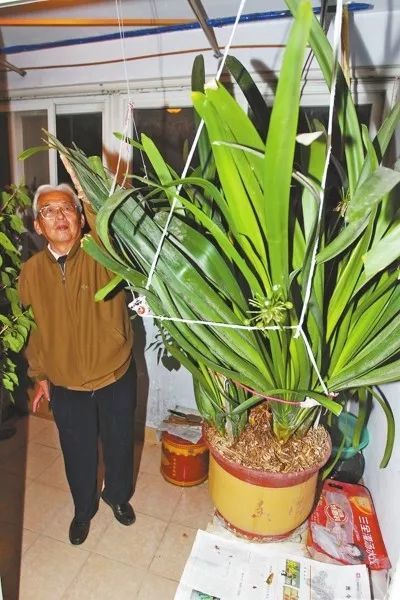 君子兰比人高玉树变成花大王这些老桩都长疯了