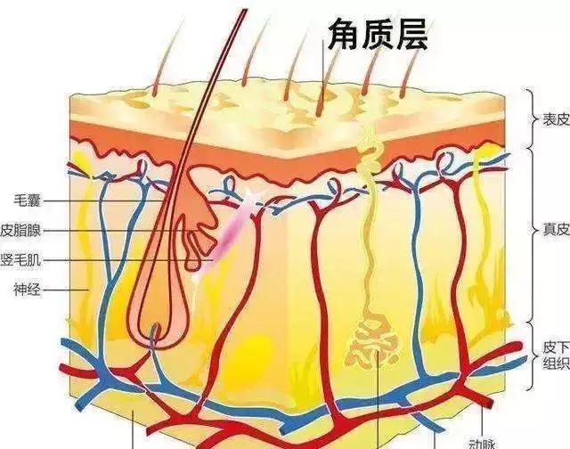 痣的顏色來源於黑色素細胞, 它們就生長在表皮最裡面的基底層裡.