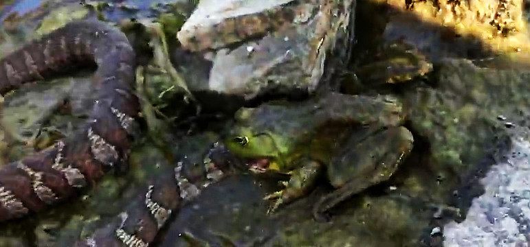 男子水边钓鱼,发现一碗口粗大蛇,竟被一只小青蛙"吞进"嘴中?