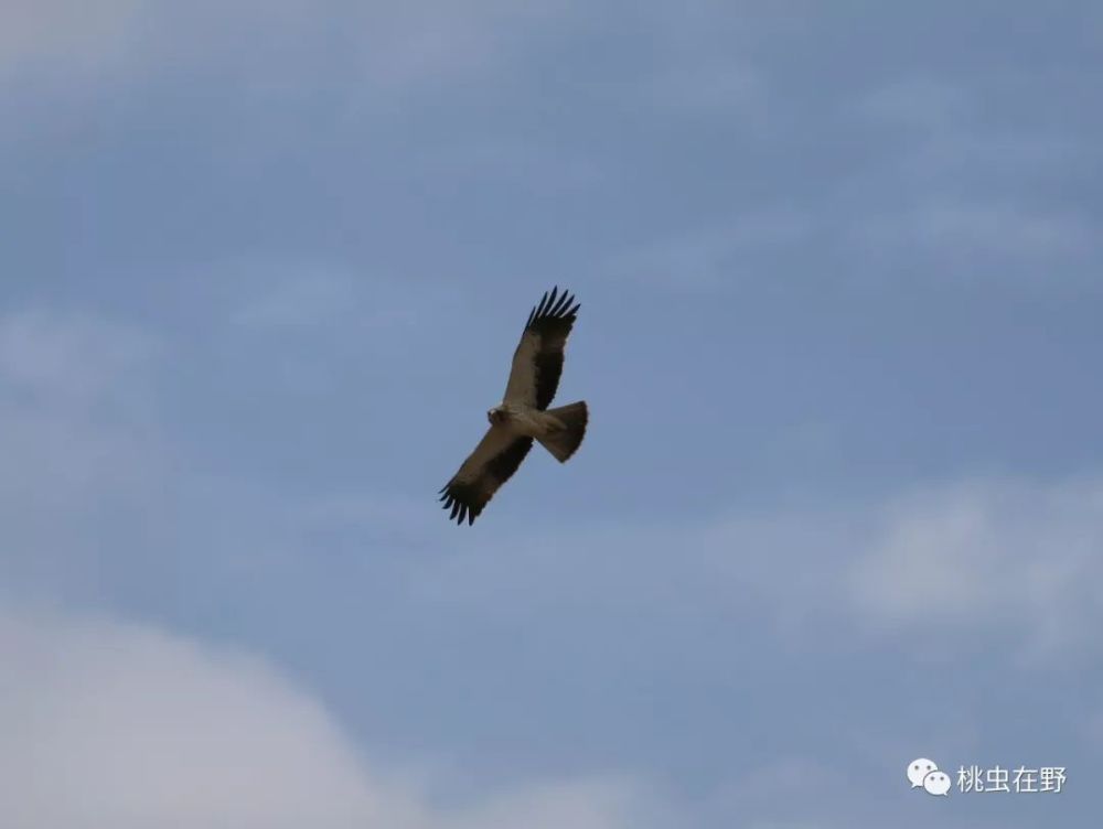猛禽|当猛禽飞过大地时，大地早已不是曾经的模样！