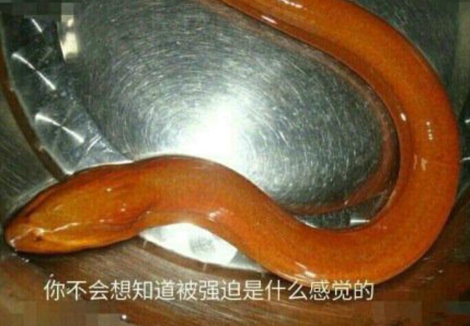 黄鳝女主播26岁琪琪审判有结果了琪琪是如何走上这条道路的?