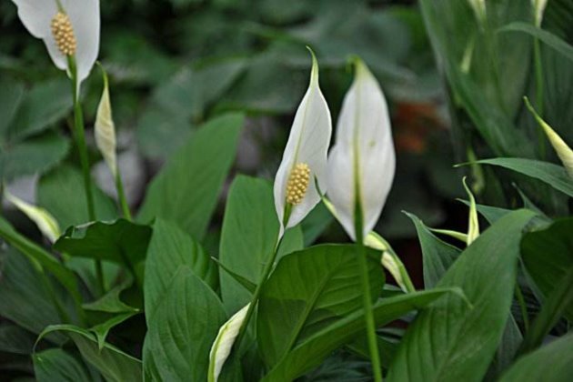 白鶴芋葉子為什麼蔫了?白鶴芋葉子蔫了怎麼辦