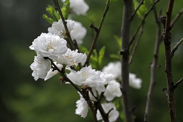 等待那花开风起的季节 新品观赏桃帚桃的栽培技术