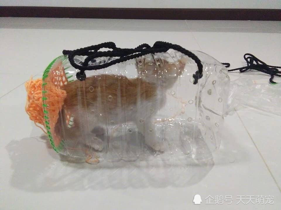 主人自制溜貓神器 網友看後卻笑了:一看就沒養過橘貓