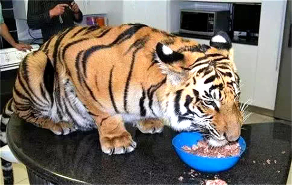 狗和老虎打架视频猜成语_看图猜成语(3)