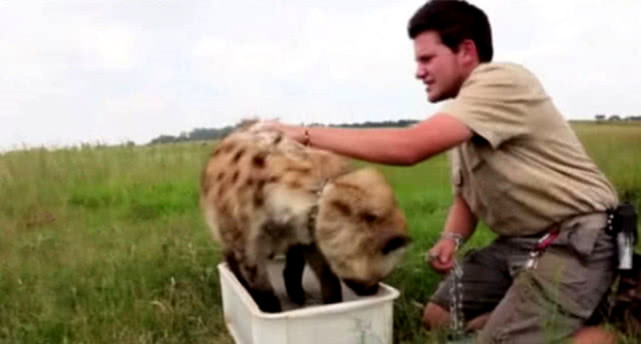 男子养鬣狗当宠物 甚至一起嘴对嘴吃东西 网友看了直呼活久见 狮子 老虎 鬣狗