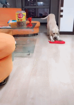 狗狗每天帮主人拖地,认真敬业,网友一瞧纷纷羡慕不已!