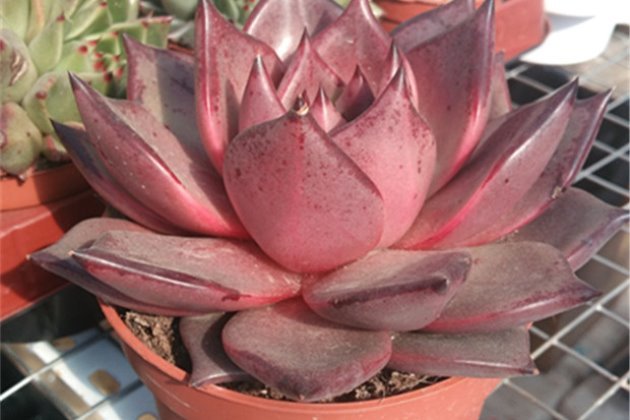 多肉植物罗密欧的养殖方法