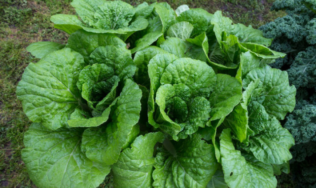 农村一种野菜被古人称为 灵丹草 只可惜现在认识的人不多 腾讯网