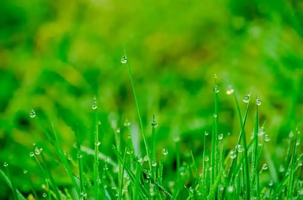 雨水等一場春雨來換回美好人間