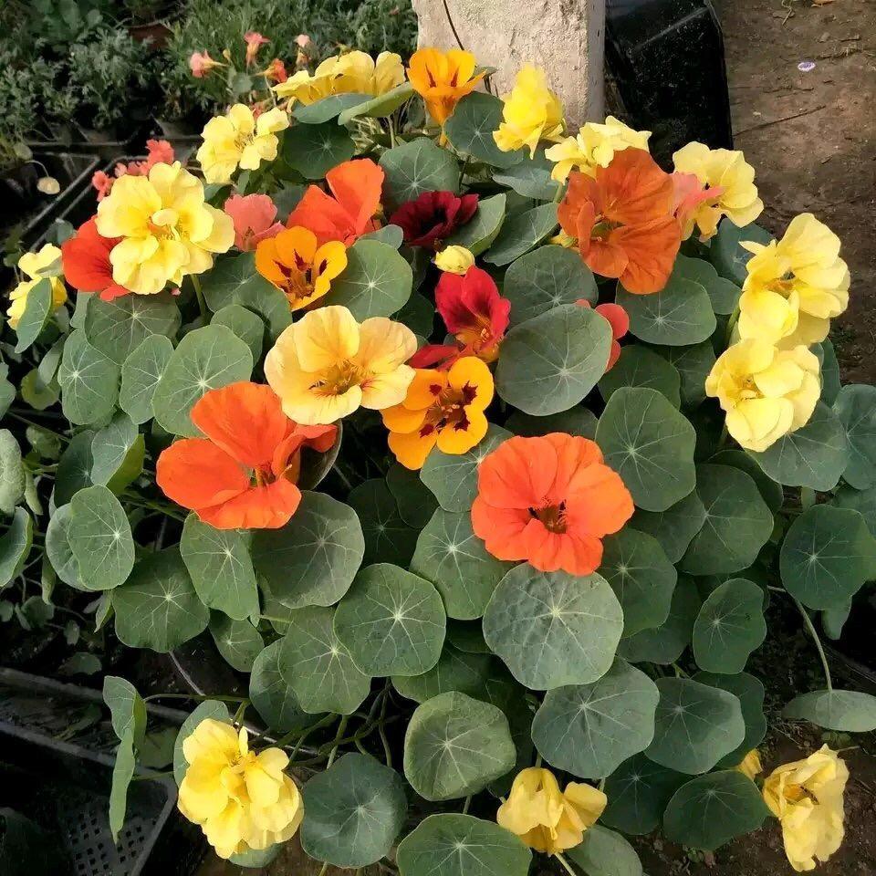 1种花 叶子好像铜钱草 花量比碗莲大10倍 一年春秋都在开