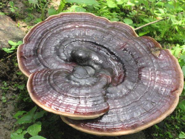 灵芝对治疗癌症有帮助吗 看看肿瘤科医生怎么说 癌症 肿瘤 灵芝 看看肿瘤科