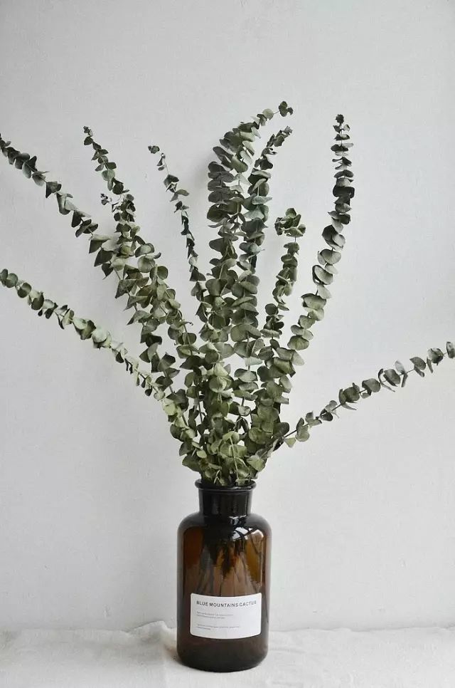 尤加利这么多品种,一次性为你讲清楚!_腾讯新闻