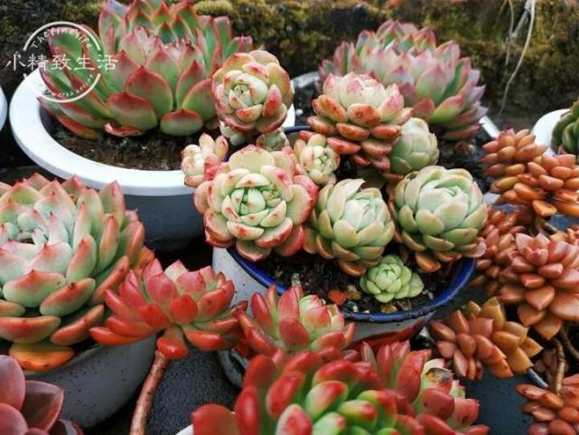 多肉夏天有 3关 送上 通关秘籍 安全度夏 9月美起来