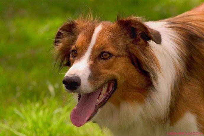 狂犬病潜伏期长达20年?正确认识和预防狂犬病