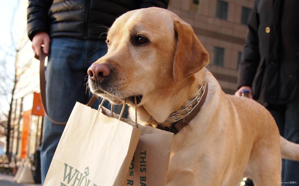 狂犬病潜伏期长达20年?正确认识和预防狂犬病
