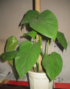 绿萝有7个品种,多数人只见过"后2种",这才是"高颜值"绿萝