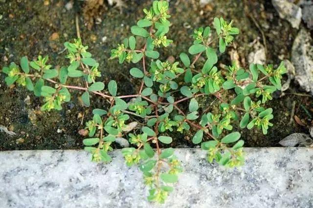 其實這些野草在中醫藥裡,都有著很好的功效.